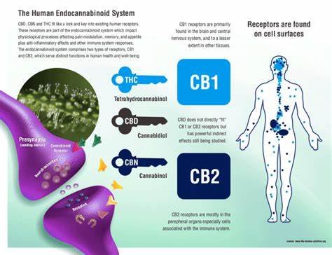 CBD ET CB2