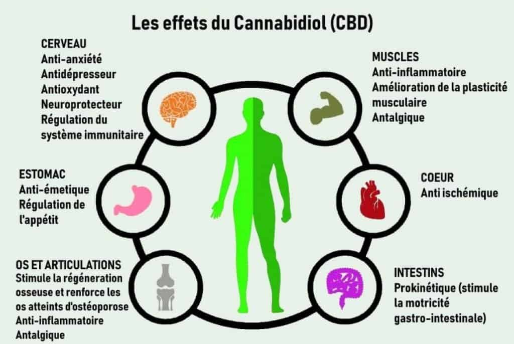 Effets du CBD 1024x686 1