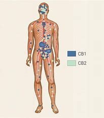 cbd et corps