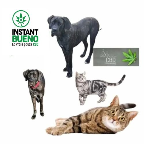 Collection animaux CBD instantbueno