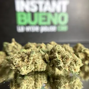 Cali Bert hydro Small Bud