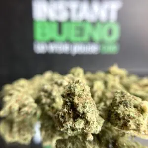 Crtical 2.0  hydro Small Bud