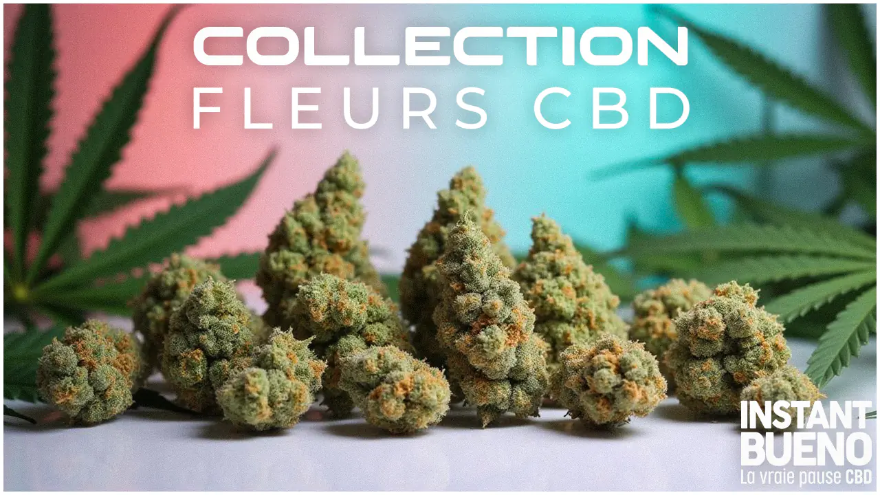 instant bueno vignette concept Fleures cbd