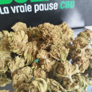 Cherry pie small bud bio