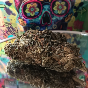 Accueil 14 Gélato TNT