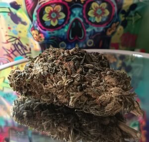 Accueil 6 Gélato TNT